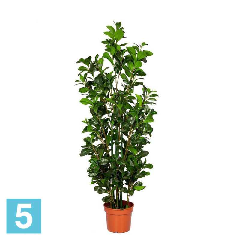 Рускус искусственный Alseed, куст, h-150 см., латекс