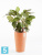 Высокое кашпо Ecopots Sankara-MH, терракотовое 35-d, 55-h
