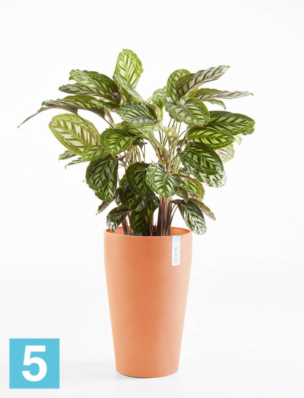 Высокое кашпо Ecopots Sankara-MH, терракотовое 35-d, 55-h