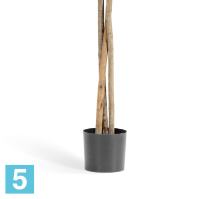 Фикус искусственный TREEZ Collection Бенджамина Зонтичный 210h в #REGION_NAME_DECLINE_PP#