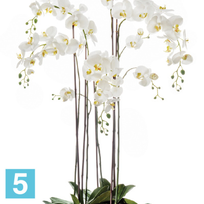 Композиция из искусственных цветов Орхидея Фаленопсис белая с мхом, корнями, землей 150h TREEZ Collection в #REGION_NAME_DECLINE_PP#