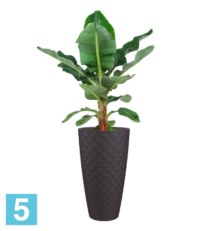 Высокое кашпо Artevasi Havana Tropical High со вставкой, антрацит 40-d, 70-h