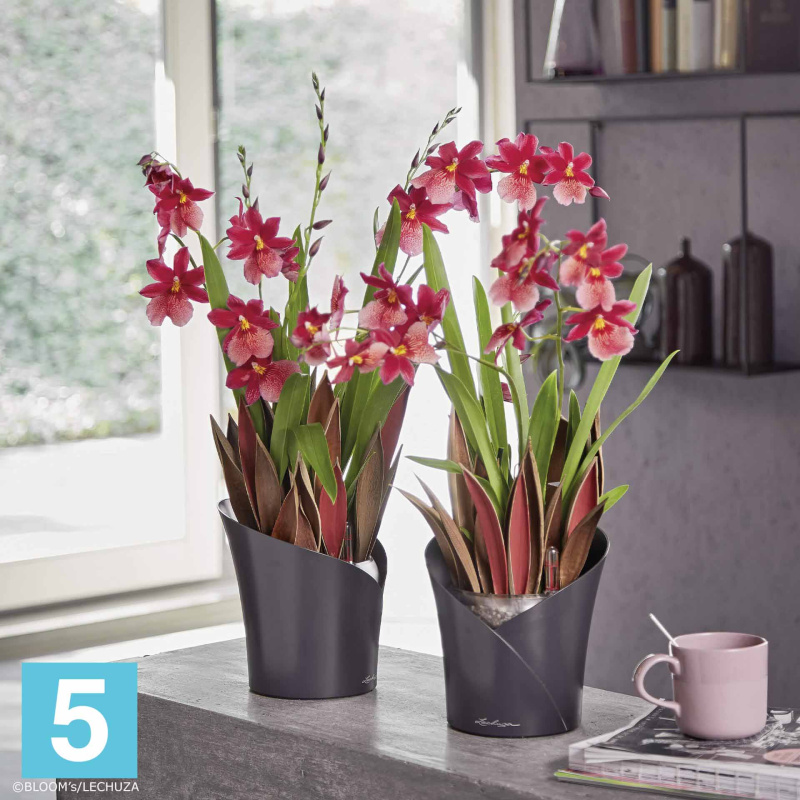 Lechuza Orchidea кашпо, красное 18-d, 20-h