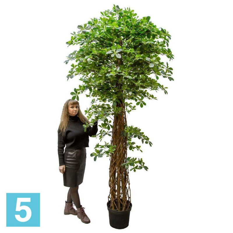 Шеффлера искусственная Alseed, h-250 см., латекс