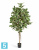Фикус искусственный TREEZ Collection Эластика пестрый 210h