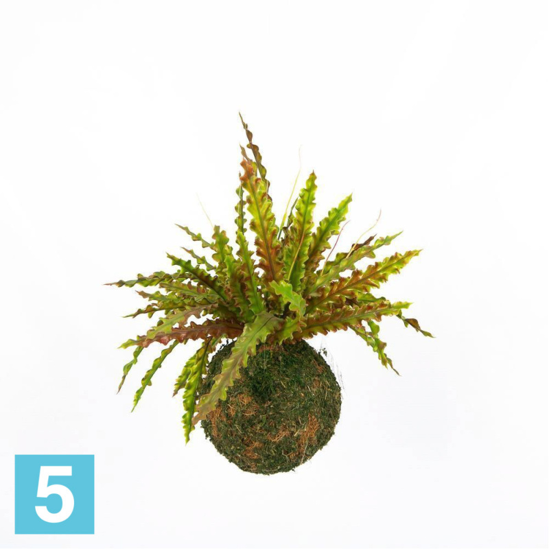 Кокедама искусственная Alseed, d-15 "Ламинария", бордо.