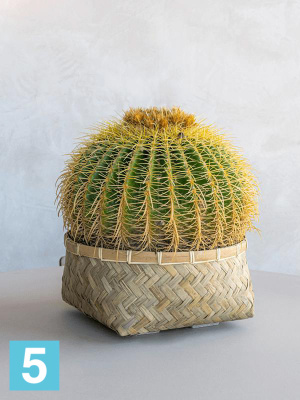 Кашпо Bohemian nala low s bamboo l-29 w-29 h-13 см в #REGION_NAME_DECLINE_PP#