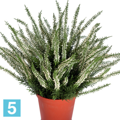 Искусственный цветок в горшке Эрика (вереск) большой куст белый TREEZ Collection в #REGION_NAME_DECLINE_PP#