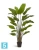 Искуственная стрелиция Traveller (Sensitive Botanic) TREEZ Collection 180h