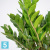 Замиокулькас Замиелистный (долларовое Дерево) 17/60