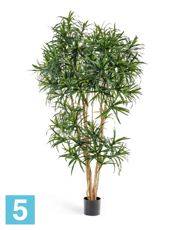Драцена искусственная TREEZ Collection Анита Рефлекса 150h