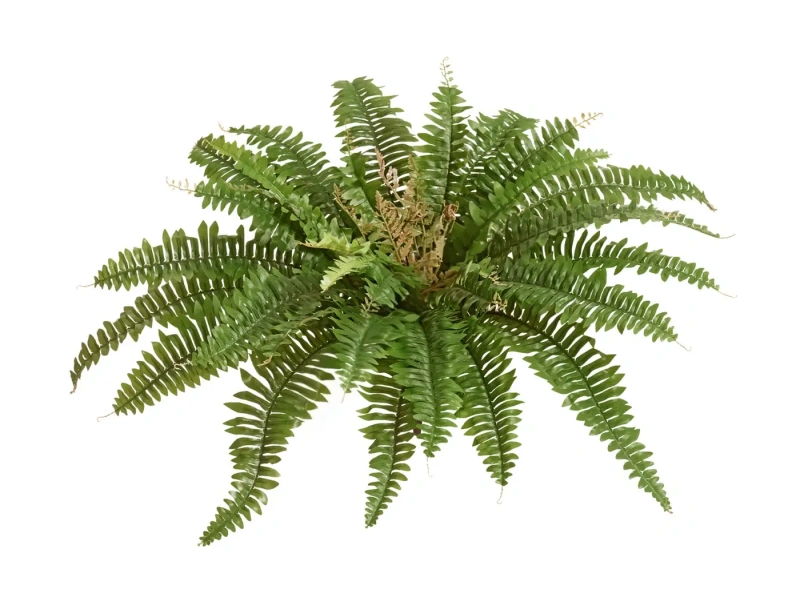 Искусственный Папоротник Бостон Новый натуральный зеленый TREEZ Collection 65-d, 30-h