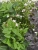 Искусственное цветущее разнотравье куст TREEZ Collection Искусственное цветущее разнотравье куст TREEZ Collection