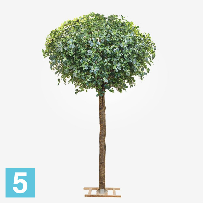 Шеффлера искусственная Alseed, h-300 см.
