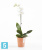Настольное Кашпо Ecopots Morinda, терракотовое 14-d, 16-h