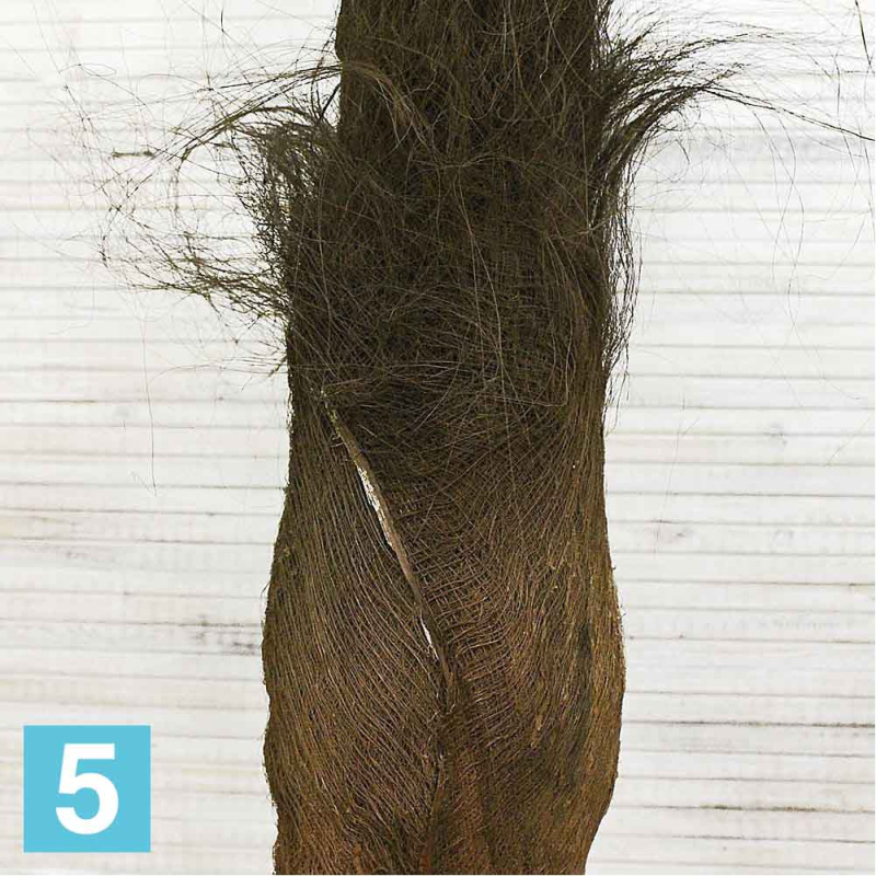 Пальма искусственная Alseed, h-280 см., латекс