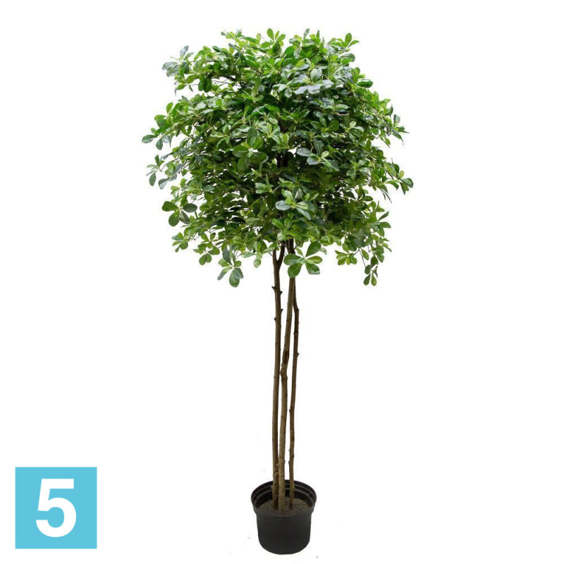 Шеффлера искусственная Alseed, h-200 см., латекс