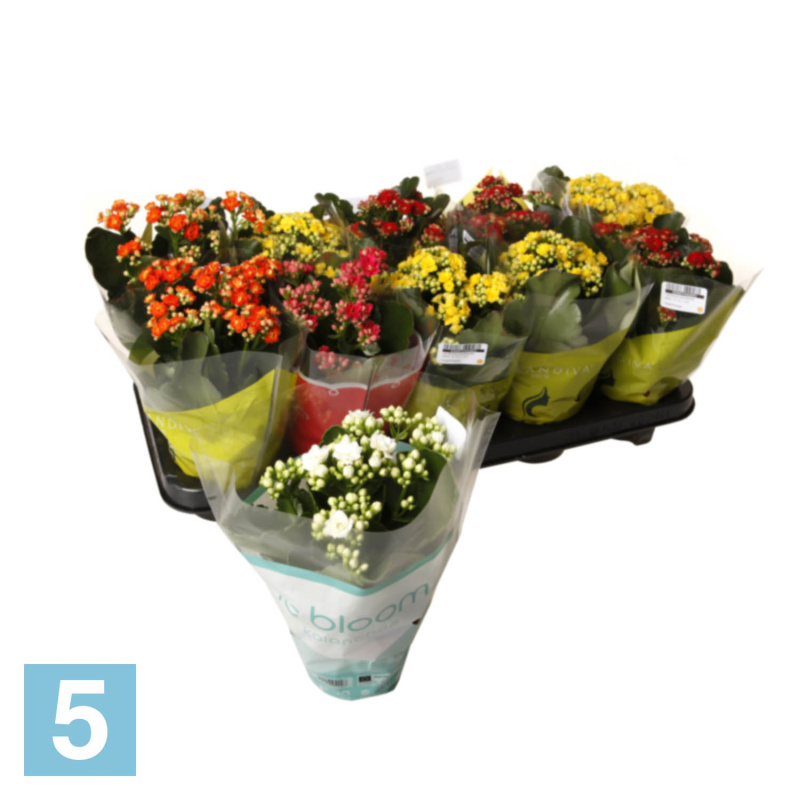 Каланхое Каландива (турция) Микс 15