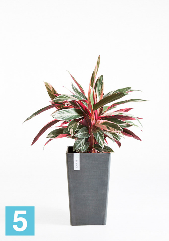 Высокое кашпо Ecopots Rotterdam-MH, антрацит 30-l, 30-w, 50-h