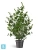 Искусственный Эвкалипт TREEZ Collection зеленый куст 13h