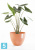 Напольное кашпо Ecopots Antwerp, терракотовое 50-d, 40-h