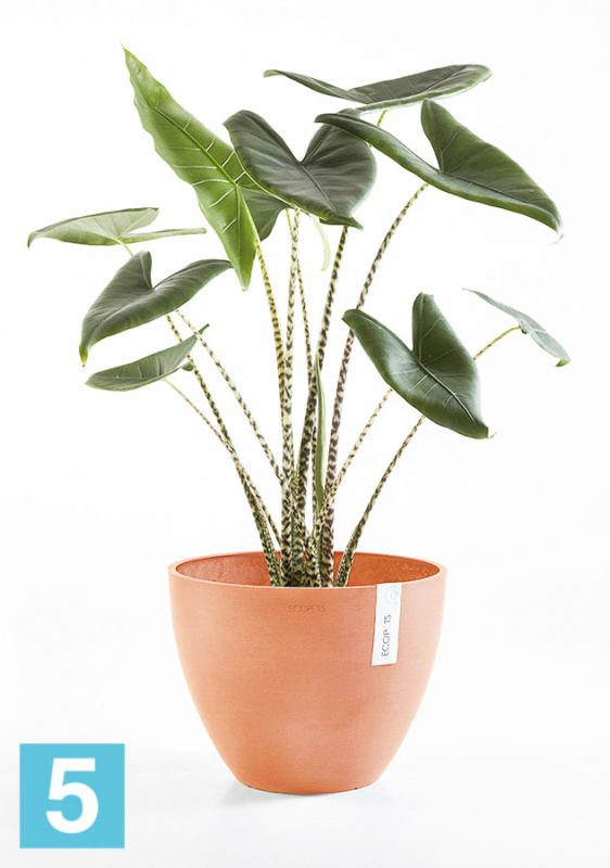 Напольное кашпо Ecopots Antwerp, терракотовое 50-d, 40-h