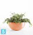 Настольное Кашпо Ecopots Brussels, терракотовое 30-d, 14-h