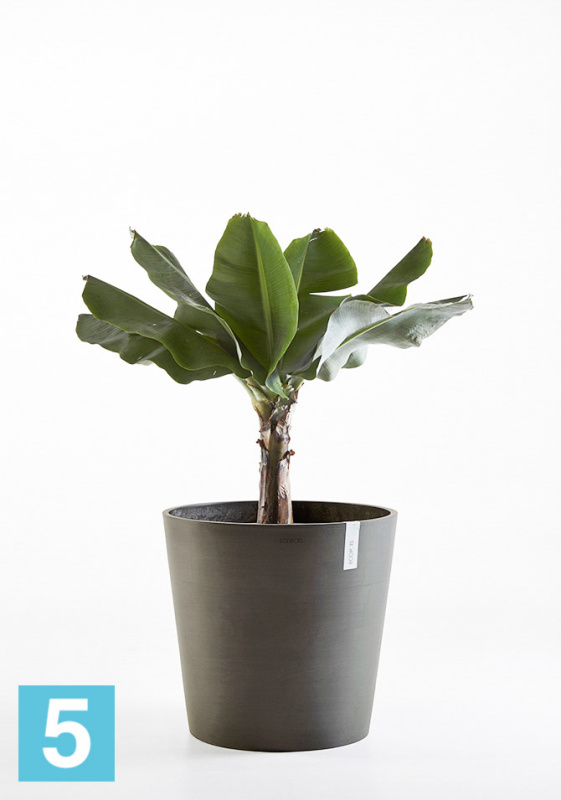 Кашпо с автополивом Ecopots Amsterdam, антрацит 50-d, 44-h
