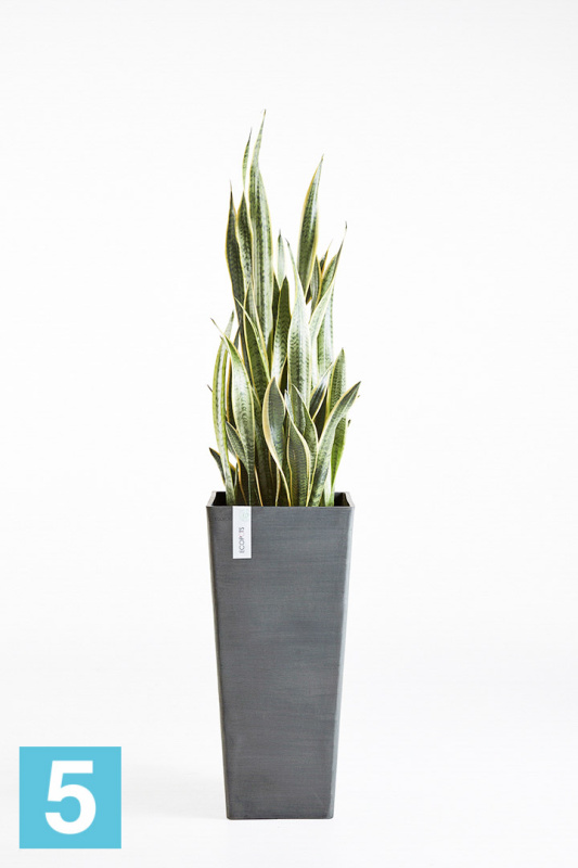Высокое кашпо Ecopots Rotterdam-H, антрацит 32-l, 32-w, 70-h