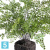 Папоротник Адиантум искусственный куст в земле с корнями TREEZ Collection 75-d, 65-h