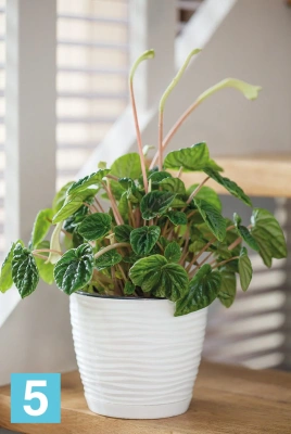 Кашпо FORM-PLASTIC Sahara Petit круглое с поддоном, темно-серое 19-d, 17,3-h