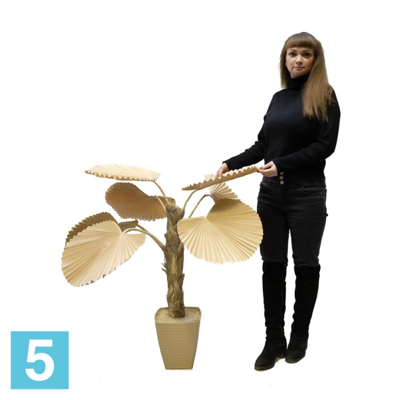 Пальма веерная искусственная Alseed, h-110 см., латекс, беж