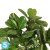 Фикус искусственный TREEZ Collection Лирата Style на штамбе 220h Фикус искусственный TREEZ Collection Лирата Style на штамбе 220h