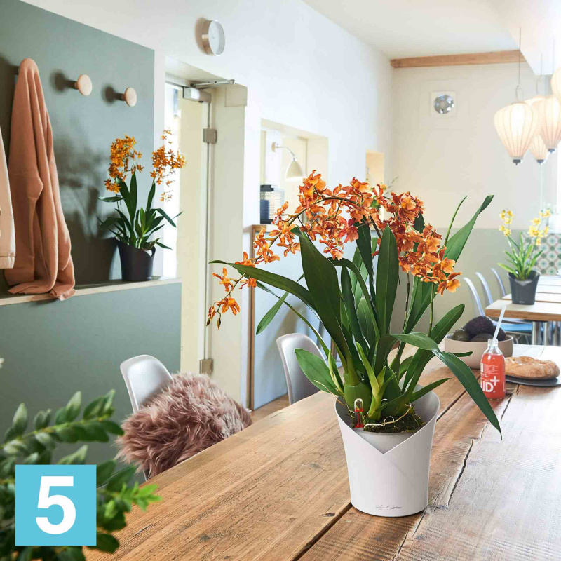 Кашпо с автополивом Lechuza Orchidea, красное 18-d, 20-h