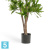 Драцена Рефлекса искусственная TREEZ Collection 120h