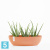 Настольное Кашпо Ecopots Sofia Long, терракотовое 30-l, 13-w, 14-h