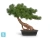 Бонсай искусственный стелющийся TREEZ Collection Сосна Японская белая Негиши в керамическом кашпо 55h