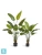 Искуственная стрелиция New Style (Sensitive Botanic) TREEZ Collection 110h