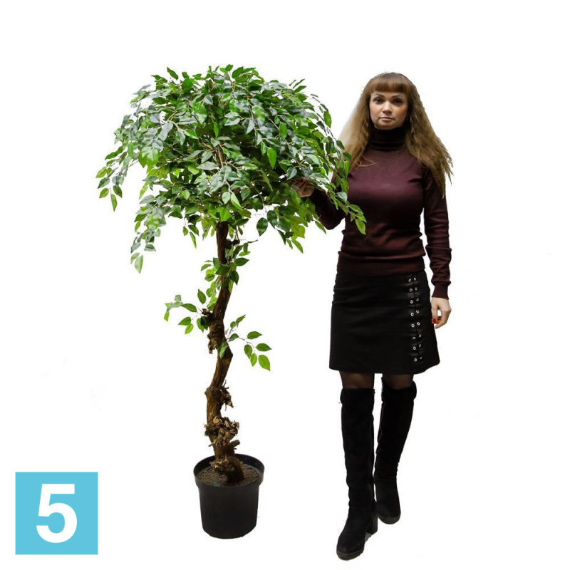 Фикус искусственный Alseed, h-165 см., латекс