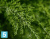 Кипарис Тауэр искусственный TREEZ Collection уличный новый 135h Кипарис Тауэр искусственный TREEZ Collection уличный новый 135h