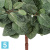 Тини Фиттония искусственная Сноу TREEZ Collection
