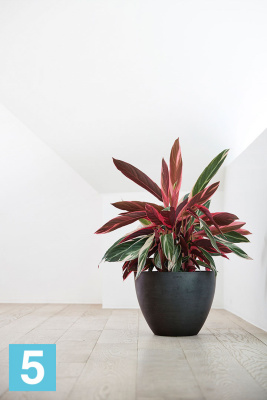 Напольное кашпо Ecopots Antwerp, антрацит 30-d, 26-h в #REGION_NAME_DECLINE_PP#