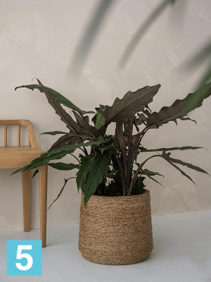 Кашпо Bohemian patt l straw grass d-35 h-30 см в #REGION_NAME_DECLINE_PP#