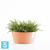 Напольное кашпо Ecopots Frankfurt, терракотовое 41-d, 18-h