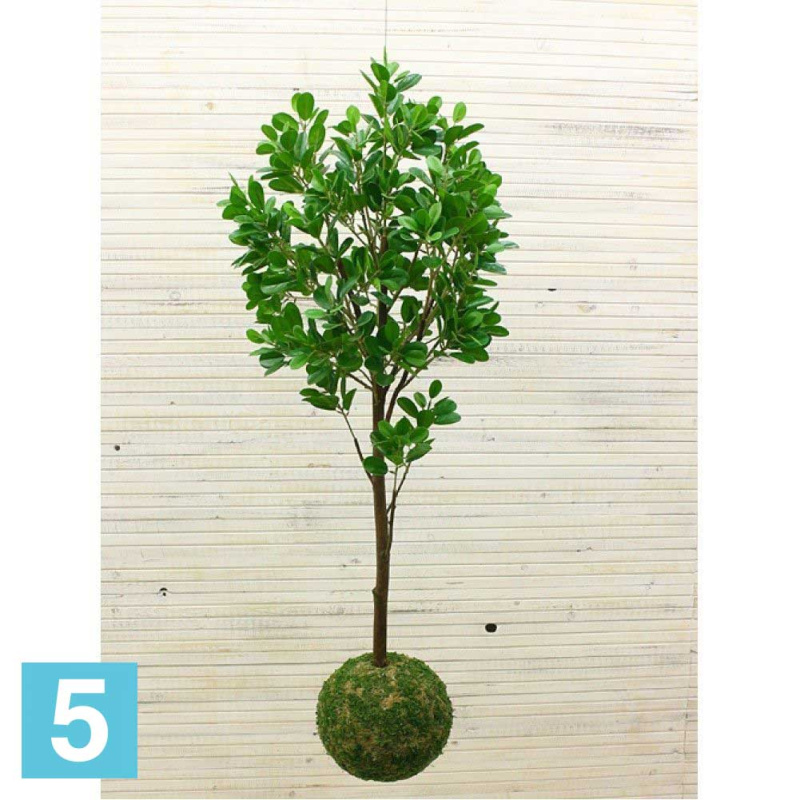 Кокедама искусственная Alseed, d-27 Питтоспорум, h-130  см.