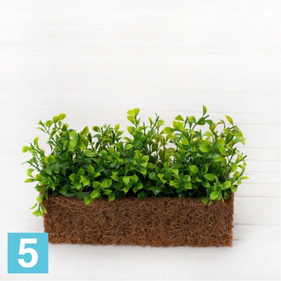 Самшит в кокосовом боксе искусственный Alseed, 25*8*8