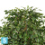 Фикус искусственный TREEZ Collection Бенджамина Лиана Де Люкс 180h Фикус искусственный TREEZ Collection Бенджамина Лиана Де Люкс 180h