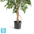 Фикус искусственный TREEZ Collection Фолиа зеленый 165h