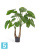 Алоказия Калидора искусственная TREEZ Collection 80h Алоказия Калидора искусственная TREEZ Collection 80h