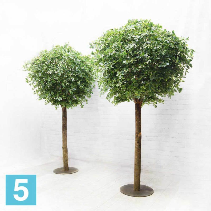 Шеффлера искусственная Alseed, h-300 см. на основании